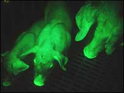 cerdosfluorescentes.jpg