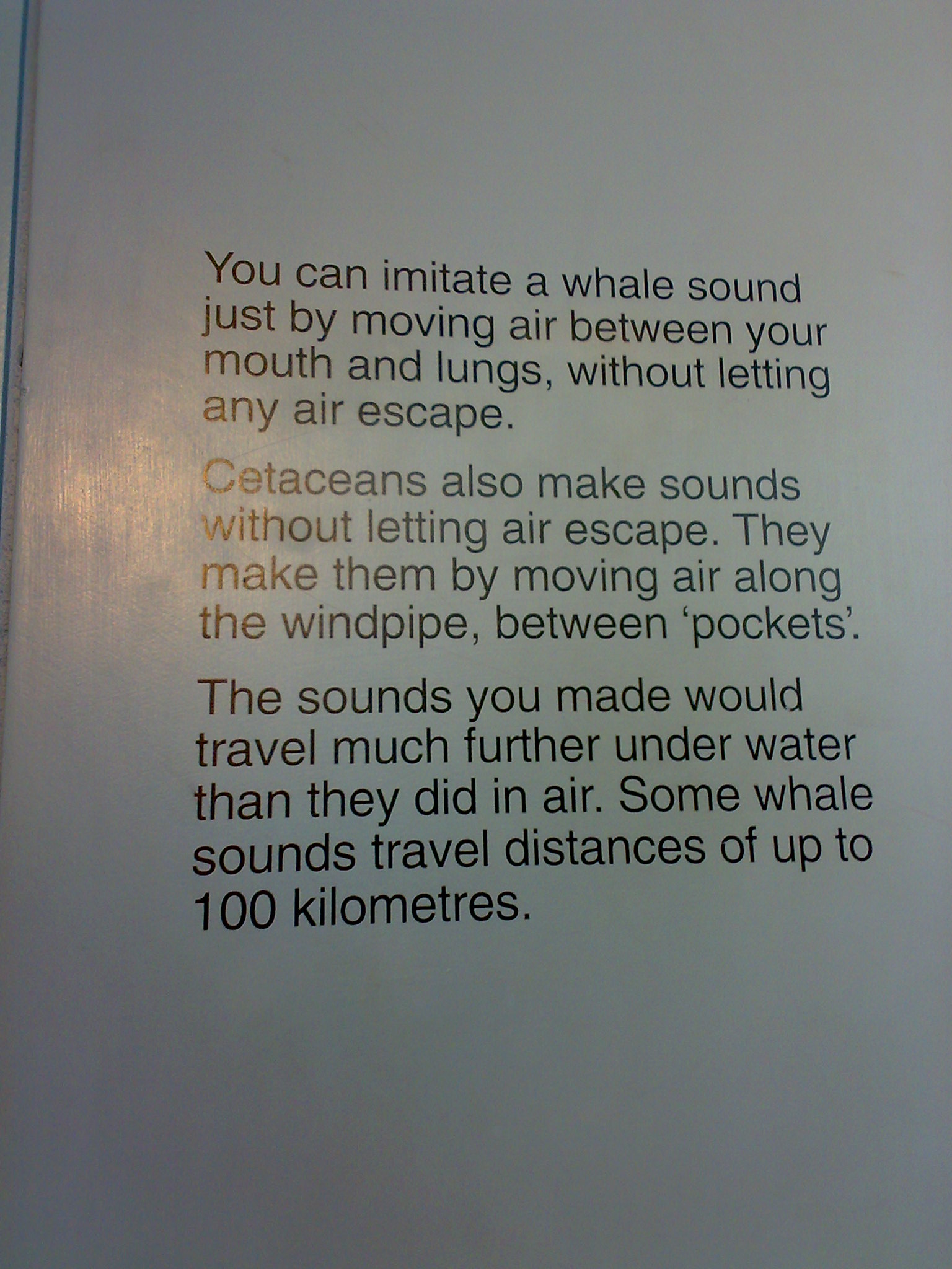 Texto imitar a las ballenas